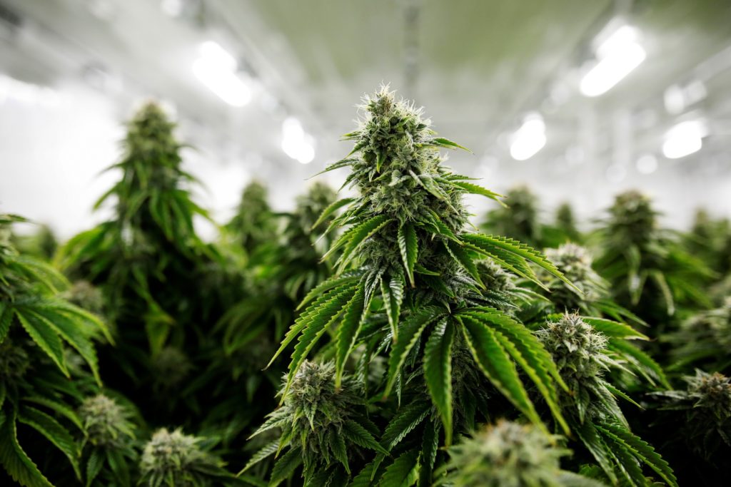 5 cosas a tener en cuenta al cultivar marihuana en interior
