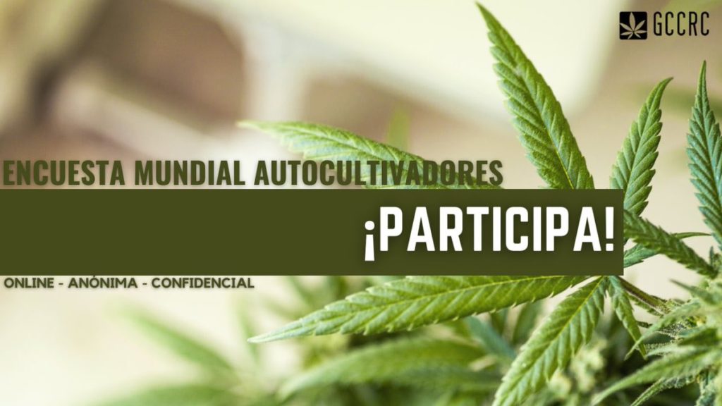 Autocultivadores de marihuana: 50% planta en Uruguay para «evitar contacto con criminales»