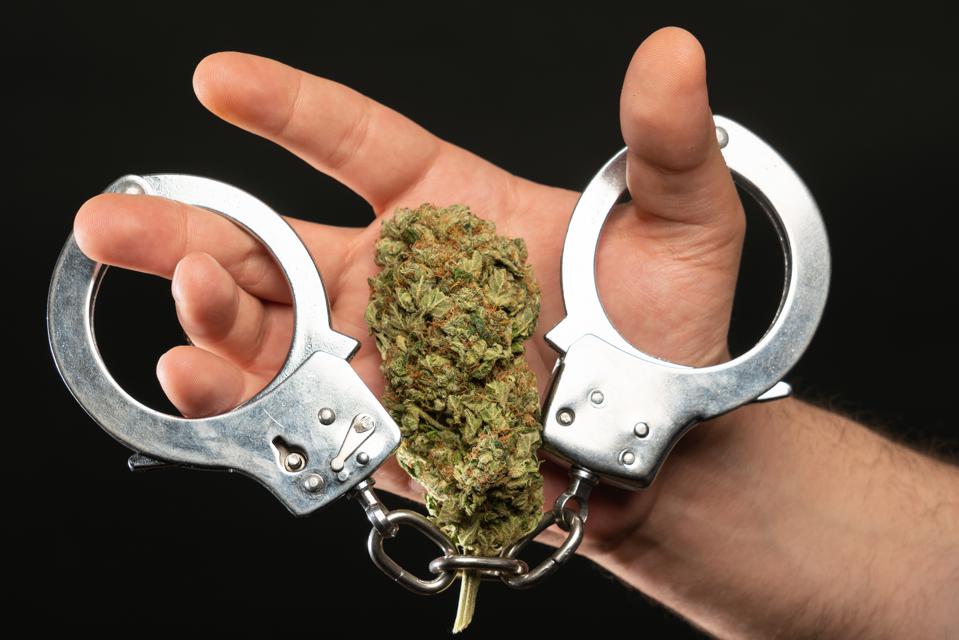 El registro de autocultivadores de cannabis no debería existir, sostuvo abogado de Ielsur
