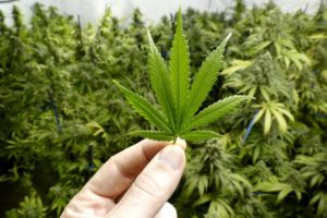 Uruguay, un país que aprendió a cultivar su verde