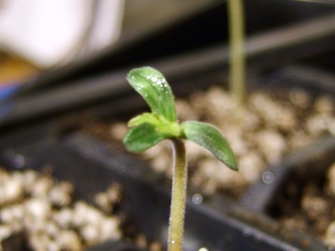 Cuál es la mejor manera de germinar semillas de cannabis?