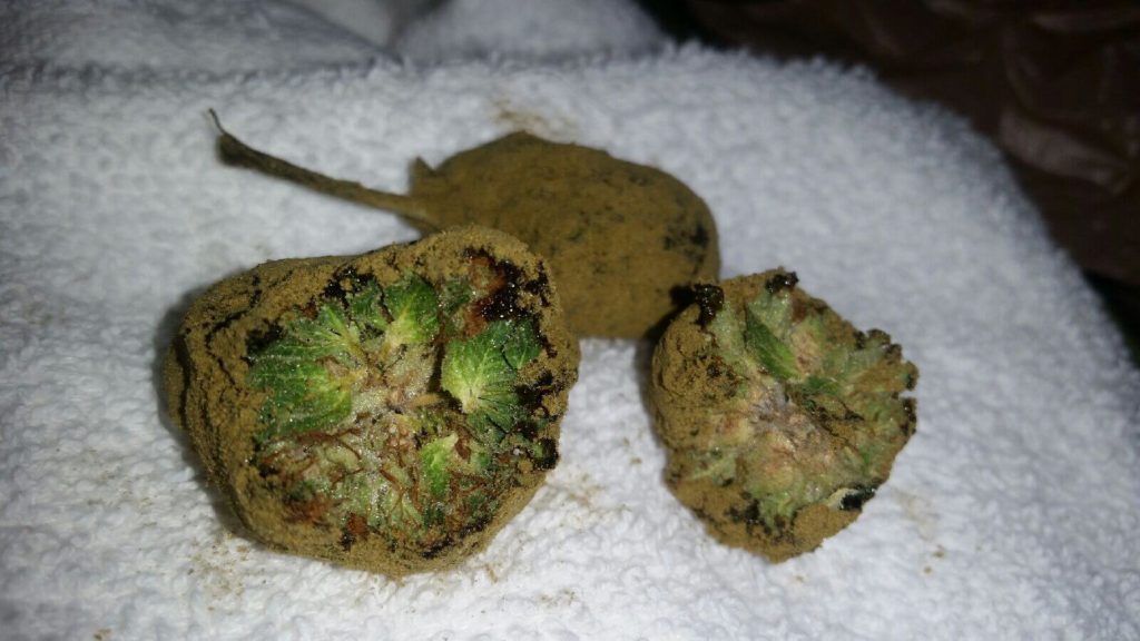 MOONROCKS, EL PRODUCTO DE CANNABIS MÁS POTENTE DEL MUNDO