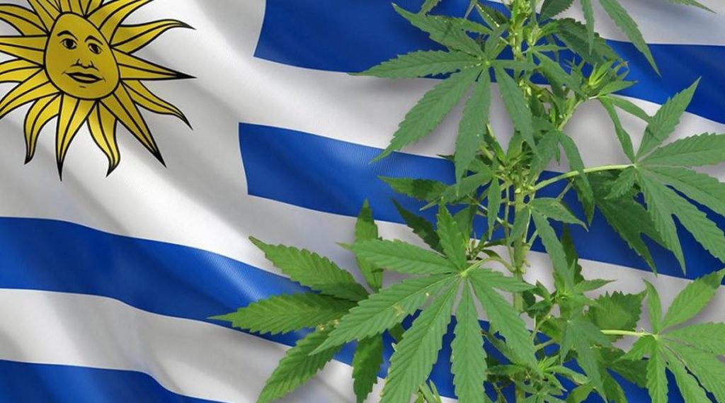 Uruguay: un modelo pionero en la regulación del cannabis