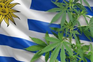 Uruguay: un modelo pionero en la regulación del cannabis